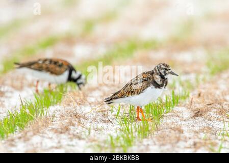 Torrefazione in un campo, Balranald Nature Reserve, North Uist, Scozia. Foto Stock