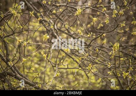 Alberi in erba di primavera Foto Stock