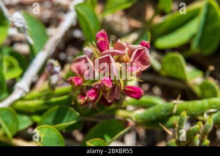 Alyce Clover a.k.a. bianco moneywart (Alysicarpus vaginalis) macro - DAVIE, Florida, Stati Uniti Foto Stock