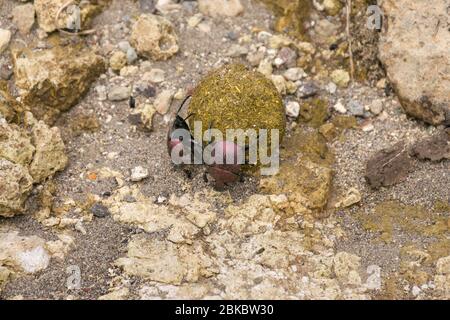 Un paio di coleotteri di sterco bruni (Onthophagus gazzella Fabricius) che rotola una palla di sterco lungo il terreno, Kenya, Africa orientale Foto Stock