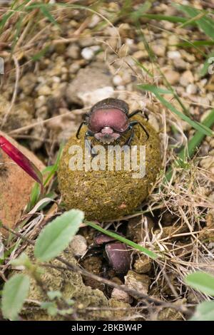 Un paio di coleotteri di sterco bruni (Onthophagus gazzella Fabricius) che rotola una palla di sterco lungo il terreno, Kenya, Africa orientale Foto Stock