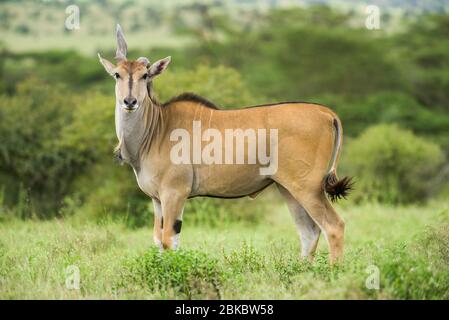 Terra comune di toro (Taurotragus oryx) con corno deformato in piedi in prateria aperta, Kenya, Africa orientale Foto Stock