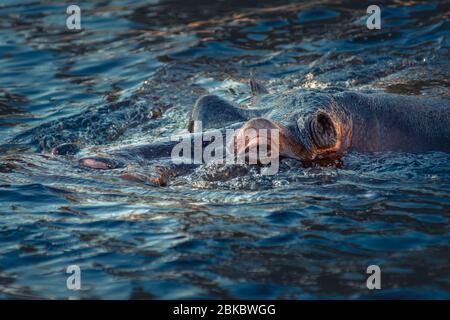 Ritratto dell'ippopotamo immerso nell'acqua. Foto Stock