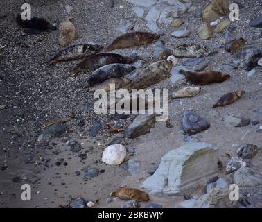 Colonia di foche - Cornovaglia Foto Stock