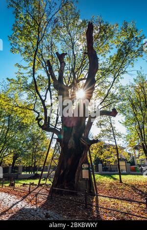 Uno degli alberi più antichi della Polonia. Albero di quercia di quasi 1000 anni chiamato Mieszko i situato a Varsavia. Foto Stock