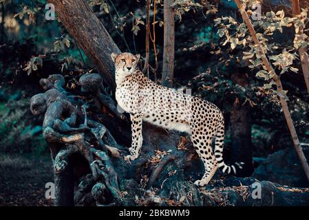 Unico ritratto del Cheetah sull'albero in natura guardando la macchina fotografica. Foto Stock