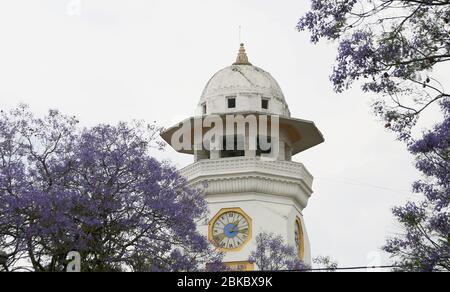 Kathmandu, Nepal. 3 maggio 2020. Fiori Jacaranda fioriti sono visti intorno alla strada di Kathmandu, capitale del Nepal. Credit: Sunil Sharma/ZUMA Wire/Alamy Live News Foto Stock