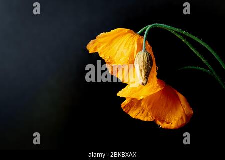 Fiore di papavero arancione con gocce d'acqua Foto Stock