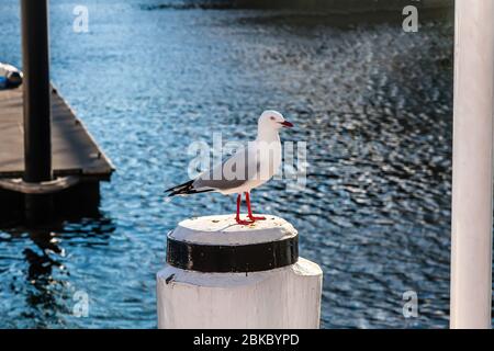 Il gabbiano d'argento (Crococephalus novaehollandiae) Foto Stock