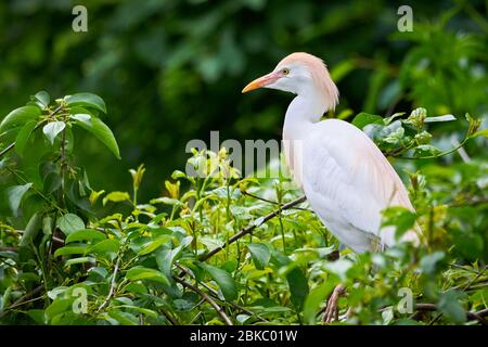 Egretta di bestiame in habitat naturale (Bubulcus ibis) Foto Stock