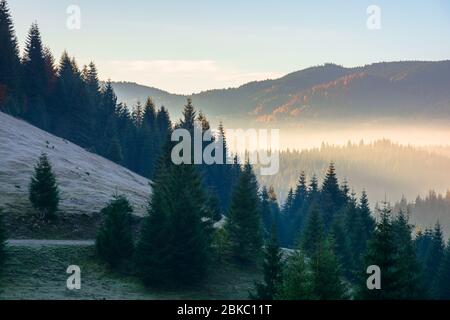 paesaggio forestale in nebbia. montagna dietro la nebbia incandescente in valle. pini silhouette sulle colline di fronte a un paesaggio autunnale soleggiato Foto Stock