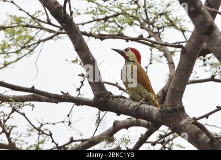 Ulivo-dorato Woodpecker (Colaptes rupiginosus) maschio adulto arroccato sul ramo Chaparri, Perù febbraio Foto Stock