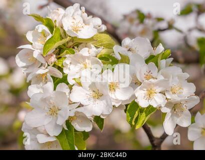 fiore ramo di albero di mela pieno di fiori bianchi Foto Stock