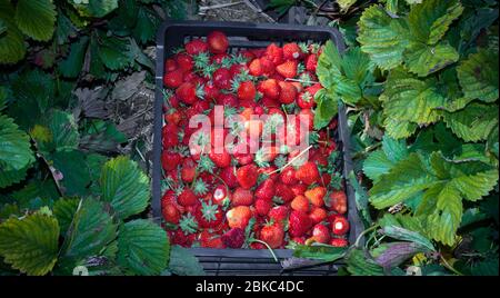 scatola di fragole raccolte su campo di fragole Foto Stock