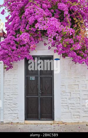 Bougainvillea fiori intorno alla casa con un balcone e tsvetami.Mikonos. Foto Stock