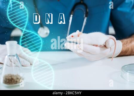 vista tagliata del veterinario in guanti di lattice con mouse bianco, illustrazione del dna Foto Stock