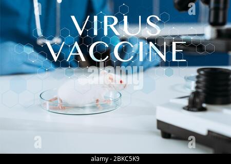 fuoco selettivo del topo bianco in una piastra petri presso il veterinario in guanti e microscopio in lattice, illustrazione del vaccino del virus Foto Stock