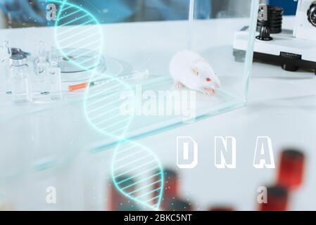 messa a fuoco selettiva di topo bianco in una scatola di vetro vicino a ampolle, siringa e piastra petri, illustrazione del dna Foto Stock