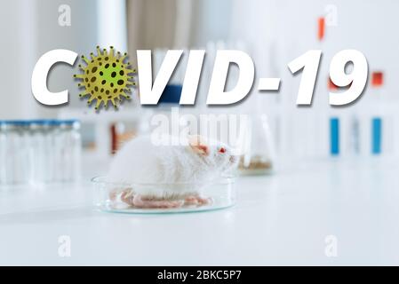 Messa a fuoco selettiva di topo bianco in una capsula di Petri vicino a contenitori con medicinali e provette, illustrazione COVID-19 Foto Stock