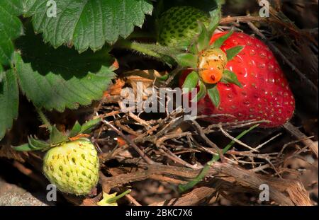 Primo piano di fragole che crescono in un campo Foto Stock