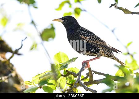 Tettnang, Germania. 3 maggio 2020. Un'ammorea si siede davanti al suo nido, che è in una cavità in un albero. Credit: Felix Kästle/dpa/Alamy Live News Foto Stock