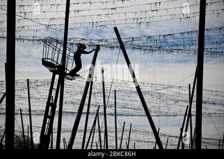 Tettnang, Germania. 3 maggio 2020. Un agricoltore di luppolo lavora nel suo giardino di luppolo da una piattaforma di sollevamento sui pali supportati. Credit: Felix Kästle/dpa/Alamy Live News Foto Stock