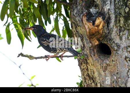 Tettnang, Germania. 3 maggio 2020. Un'ammorea si siede davanti al suo nido, che è in una cavità in un albero. Nel suo becco tiene due insetti. Credit: Felix Kästle/dpa/Alamy Live News Foto Stock