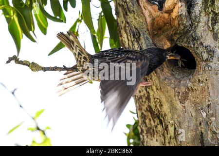 Tettnang, Germania. 3 maggio 2020. Un'amazzina vola al suo nido, che è in un albero cavo. Tiene due insetti nel suo becco. Credit: Felix Kästle/dpa/Alamy Live News Foto Stock