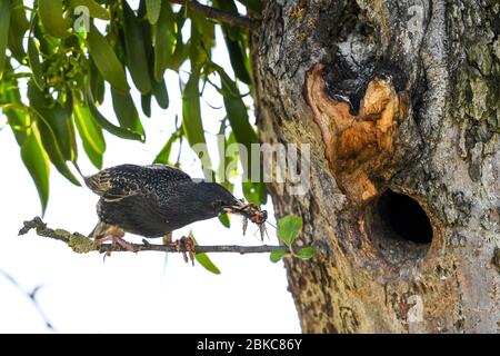 Tettnang, Germania. 3 maggio 2020. Un'ammorea si siede davanti al suo nido, che è in una cavità in un albero. Nel suo becco tiene due insetti. Credit: Felix Kästle/dpa/Alamy Live News Foto Stock