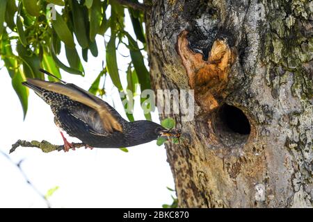 Tettnang, Germania. 3 maggio 2020. Un'ammorea si siede davanti al suo nido, che è in una cavità in un albero. Nel suo becco tiene due insetti. Credit: Felix Kästle/dpa/Alamy Live News Foto Stock