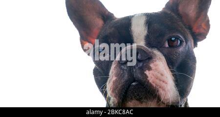 Closeup ritratto della bella Boston Terrier di pura razza blankspace, copyspace Foto Stock