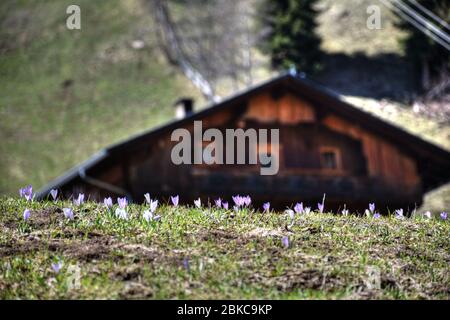 Osttirol, Villgraten, Innervillgraten, Villgratental, Lienz, Pustertal, Arntal, Bauernhof, Bergbauernhof, Landwirtschaft, Alm, Wiese, Hang, Futterweid Foto Stock