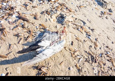 La carcassa di un gabbiano morto sulla spiaggia nei Paesi Bassi. Solo le parti del corpo sono ancora conservate. La testa è mancante. Foto Stock