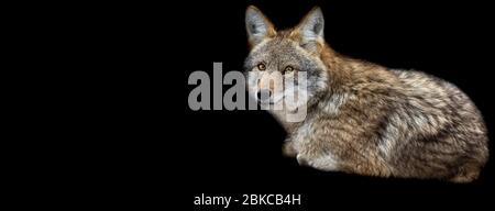 Modello di Coyote con sfondo nero Foto Stock