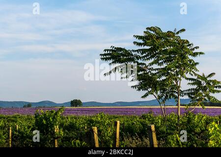 Campi commerciali di lavanda nella regione di Sredna Gora in Bulgaria Foto Stock