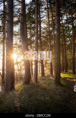 Luce solare calda posteriore con albero di pino alto primavera Foto Stock