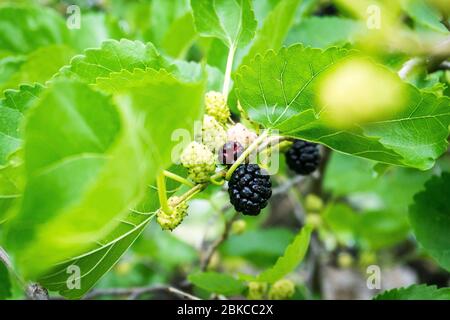 I gelsi maturi che crescono su un gelso, Bulgaria Foto Stock