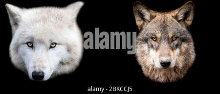 Modello di lupi con sfondo nero Foto Stock