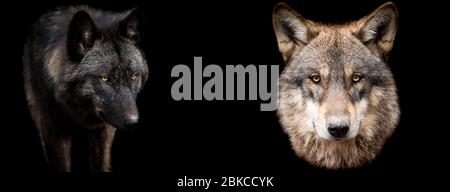 Modello di lupi con sfondo nero Foto Stock