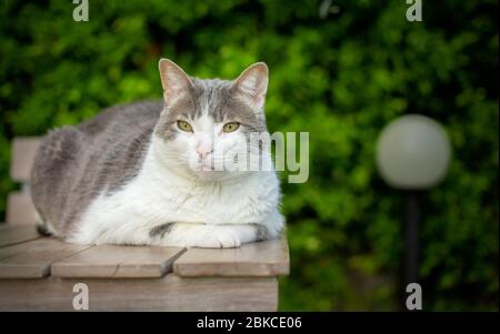 Un gatto bianco sta riposando in una posa sul tavolo in una bella giornata di sole Foto Stock