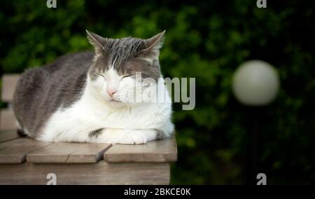 Un gatto bianco sta riposando in una posa sul tavolo in una bella giornata di sole Foto Stock