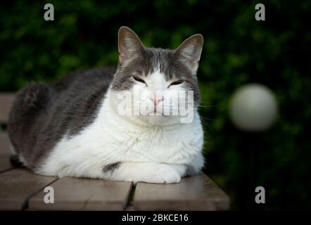 Un gatto bianco sta riposando in una posa sul tavolo in una bella giornata di sole Foto Stock