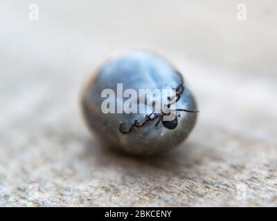 Zecca di cervo completamente ingorgata, Ixodes scapularis Foto Stock