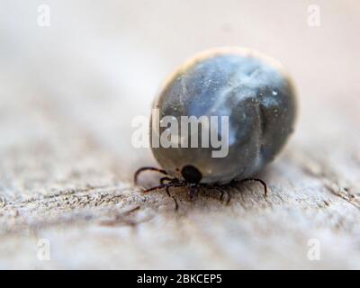 Zecca di cervo completamente ingorgata, Ixodes scapularis Foto Stock