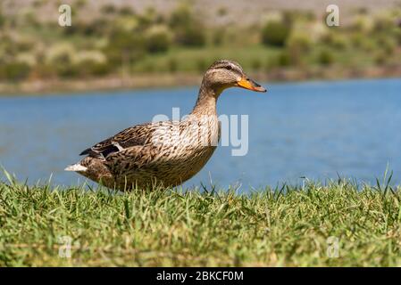 L'anatra di mallardo femminile cerca il cibo in erba nel pomeriggio estivo nel parco cittadino. Foto Stock