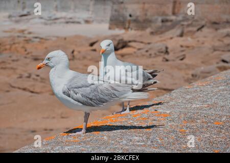 Due gabbiani su un muro a Guilvinec, Bretagna, aspetto color arancio Foto Stock
