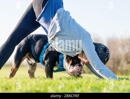 Donna in grigio top facendo yoga e il nero e. cane bianco guardando la donna su prato / verde erba nella soleggiata primavera calda giorno nel parco Foto Stock