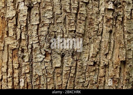 La corteccia di un vecchio tiglio. (Tilia platyphyllos) Foto Stock