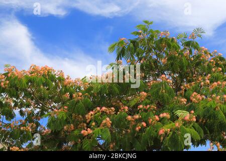 Delicato albero decorativo rosa Albicia Lanciaran fiorisce in località di villeggiatura in Croazia. Bella corona openwork Albizia julibrissin, acacia di seta giapponese Foto Stock