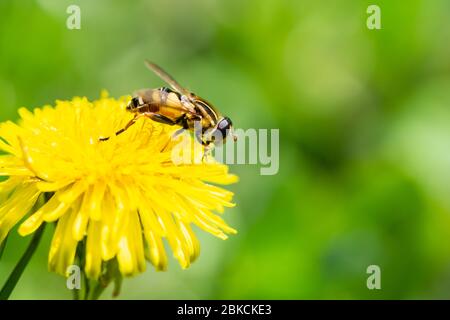 Volo di palude a testa stretta sul fiore di dente di leone Foto Stock